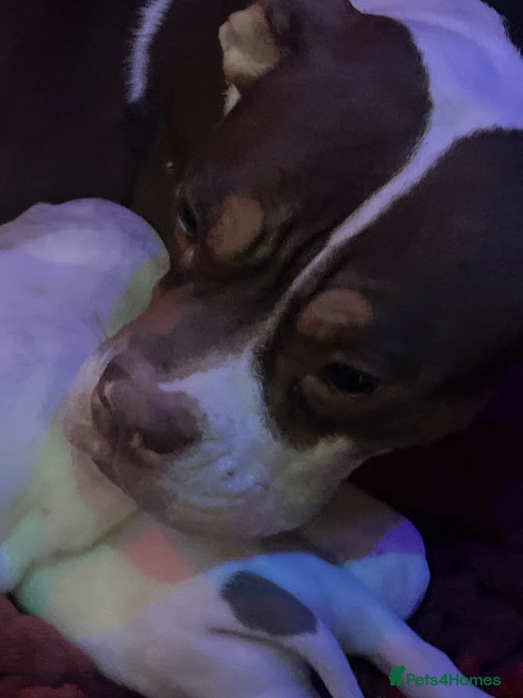 Mixed Breed dogs for sale: beautiful puppies looking for their forever homes - Advert 1