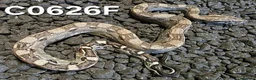 Boa Snake reptiles for sale: Arctic & Anery het Sharp boas - Advert 5