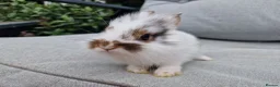 Lionhead rabbits for sale: 2 lionhead boys - Advert 13