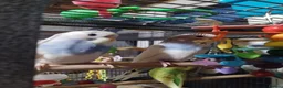 Budgerigars birds for sale: Beautiful baby budgies  - Advert 3