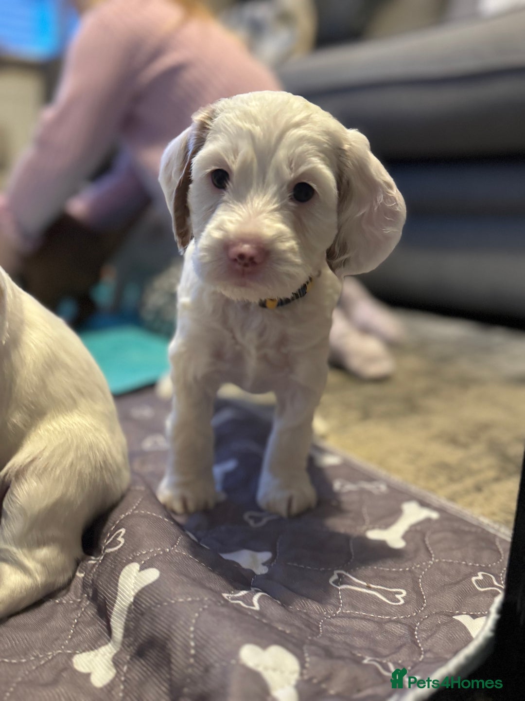 Cockapoo dogs for sale: Two gorgeous F2b Cockapoo girls left  - Advert 20