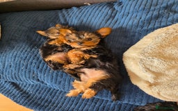 Yorkshire Terrier dogs for sale: 🌸 🐶Adorable Puppies Looking for Homes 🌸 - Image 4