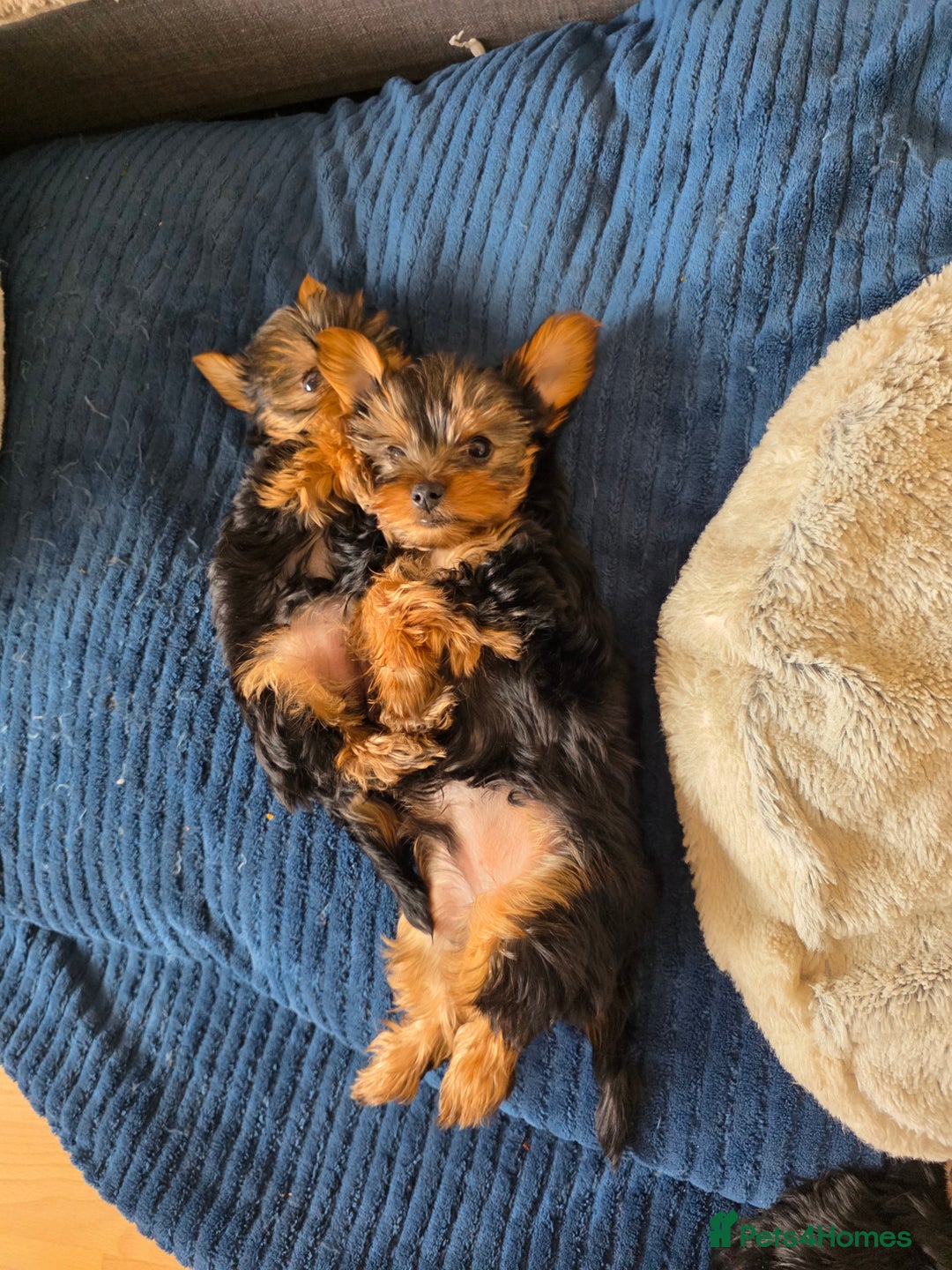 Yorkshire Terrier dogs for sale: 🌸 🐶Adorable Puppies Looking for Homes 🌸 - Image 4