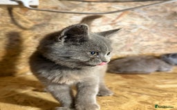 British Shorthair cats for sale: Beautiful blue & white British shorthair kittens  - Image 11