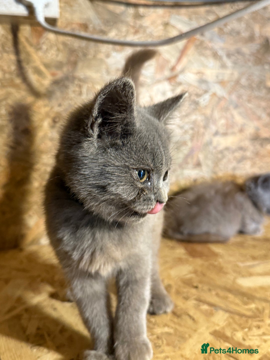 British Shorthair cats for sale: Beautiful blue & white British shorthair kittens  - Image 11