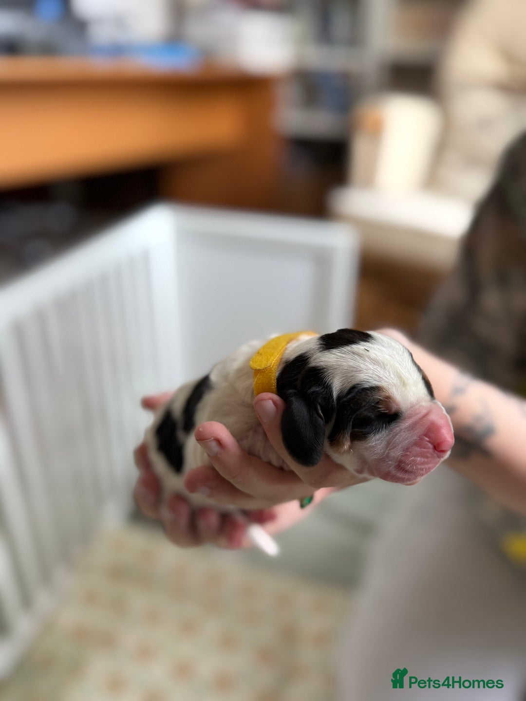 Basset Hound dogs for sale: Beautiful Basset Hound Puppies  - Image 19