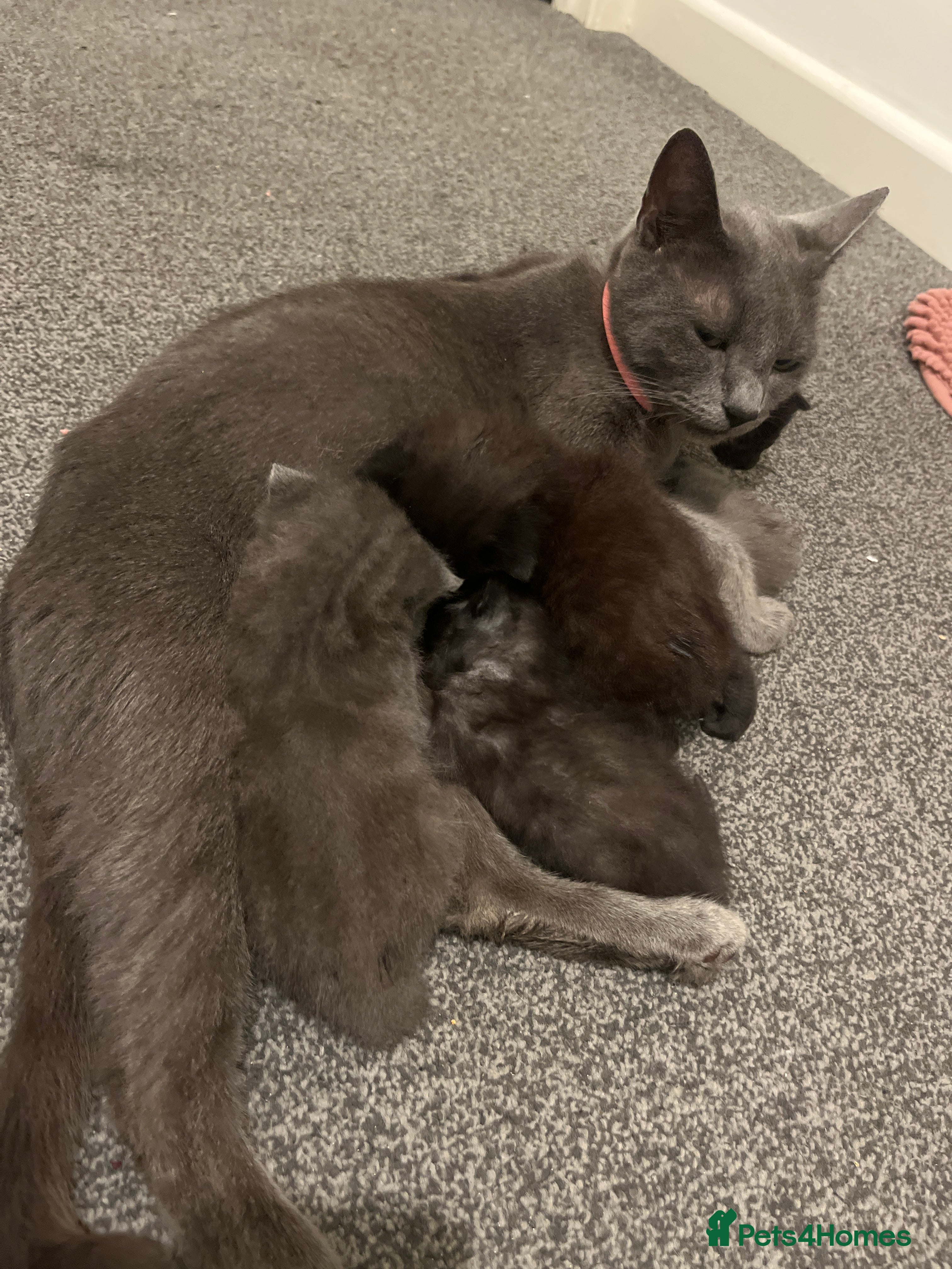 Mixed Breed cats Available soon  - Advert 1