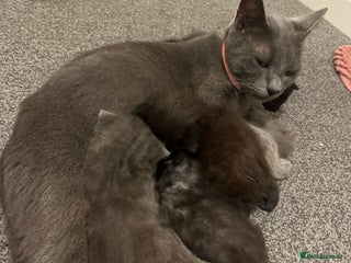 Mixed Breed cats Available soon - Advert 1