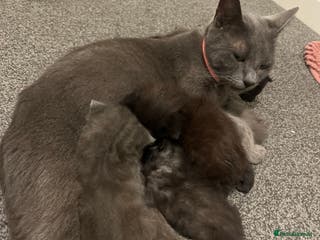 Mixed Breed cats Available soon - Advert 3