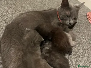 Mixed Breed cats Available soon - Advert 11