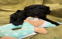 Cavapoo dogs for sale: Female Cavapoo Puppy - Image 2