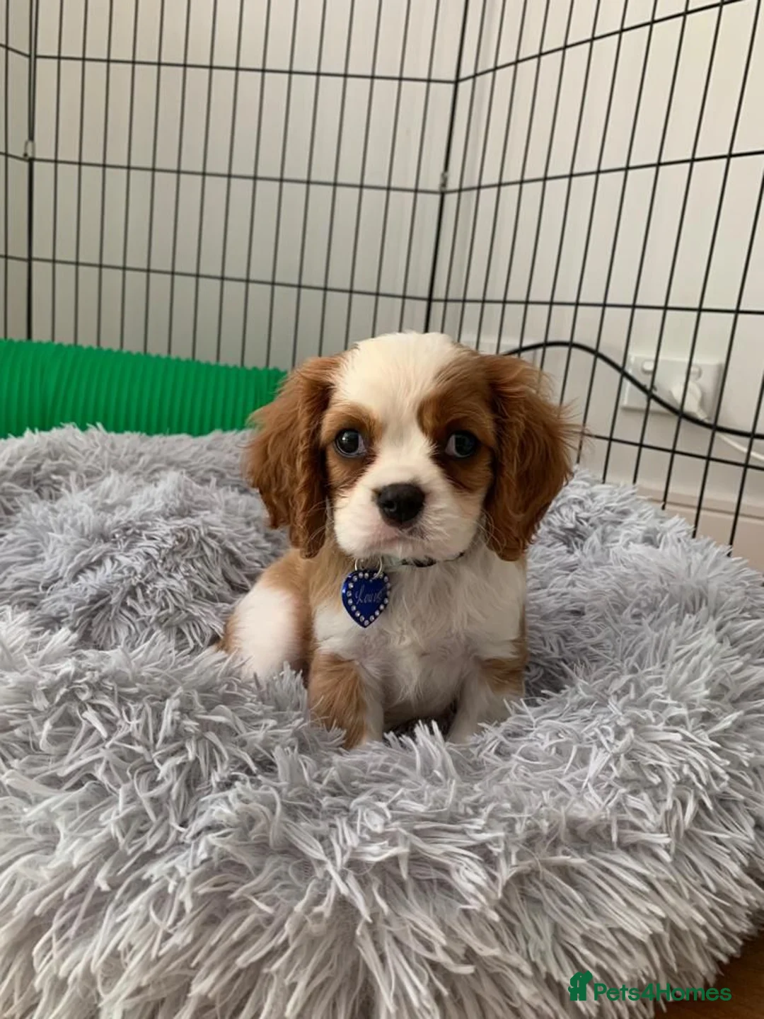 Cavalier King Charles Spaniel dogs for sale: King Charles Puppies Looking for  Homes in London - Advert 3
