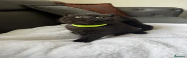 British Shorthair Kitten Green collar