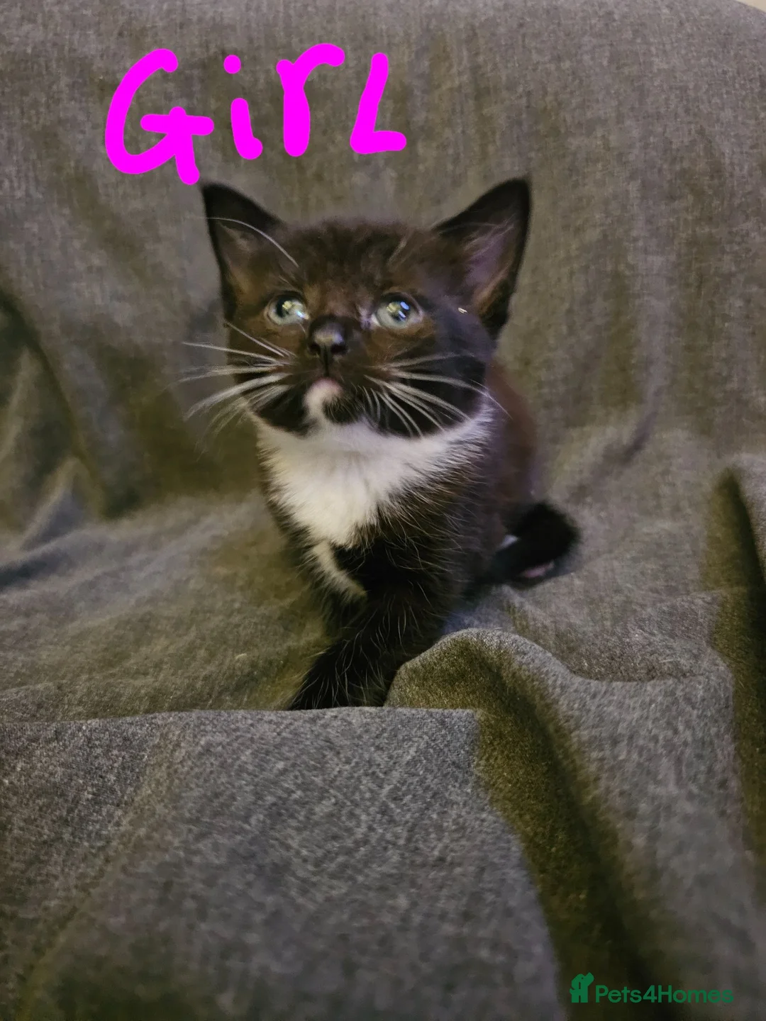 Mixed Breed cats for sale: Ready to leave now 2 girl kittens - Advert 3