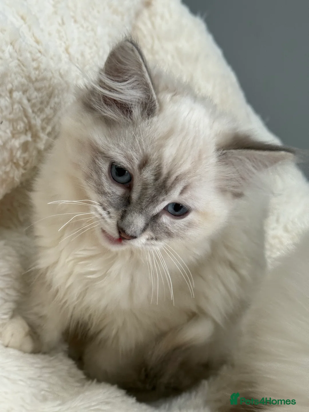 Ragdoll cats for sale: 🏅GCCF RAGDOLLS AWARD WINNING LINES NOW AVAILABLE  - Advert 12