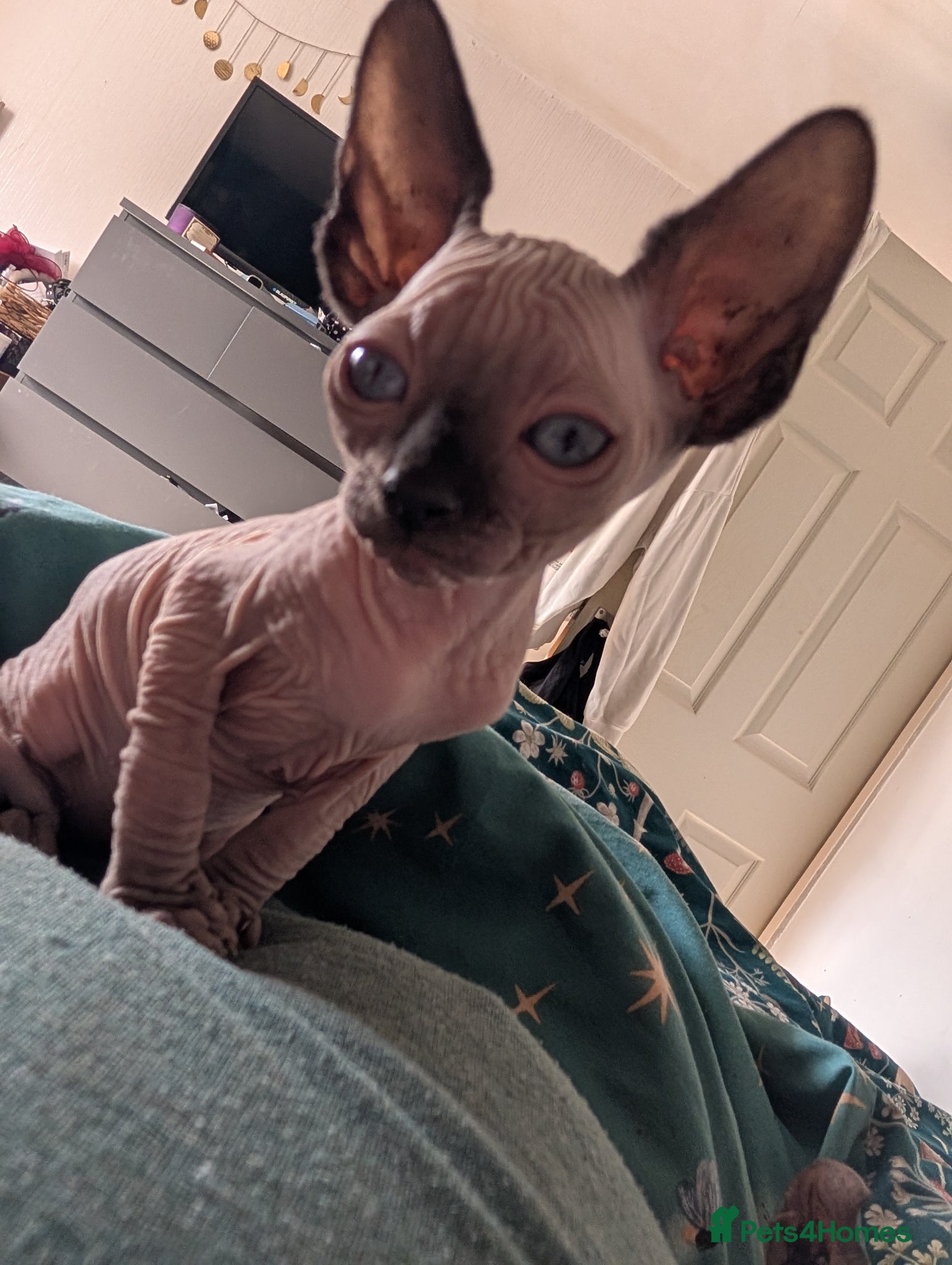 Sphynx cats Ready Now Sphynx kittens  - Advert 7