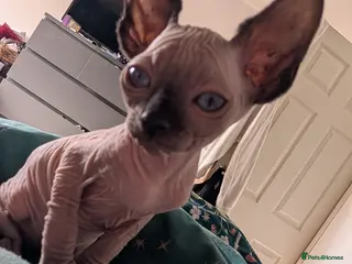 Sphynx cats Ready Now Sphynx kittens - Advert 7