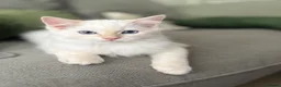 Ragdoll cats for sale: GCCF ACTIVE Cream Colourpoint Ragdoll - Advert 1