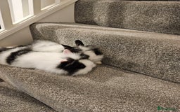 Lionhead rabbits for sale: Mini Lionhead rabbits for sale (male and female) - Image 2