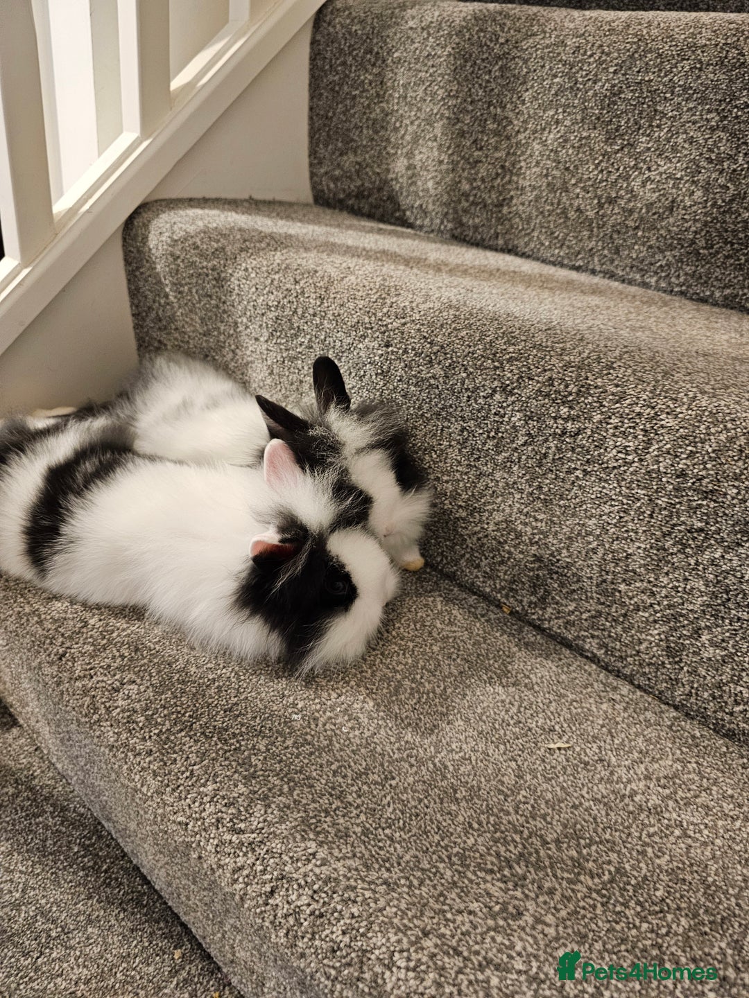 Lionhead rabbits for sale: Mini Lionhead rabbits for sale (male and female) - Image 2