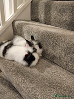 Lionhead rabbits - Advert 3