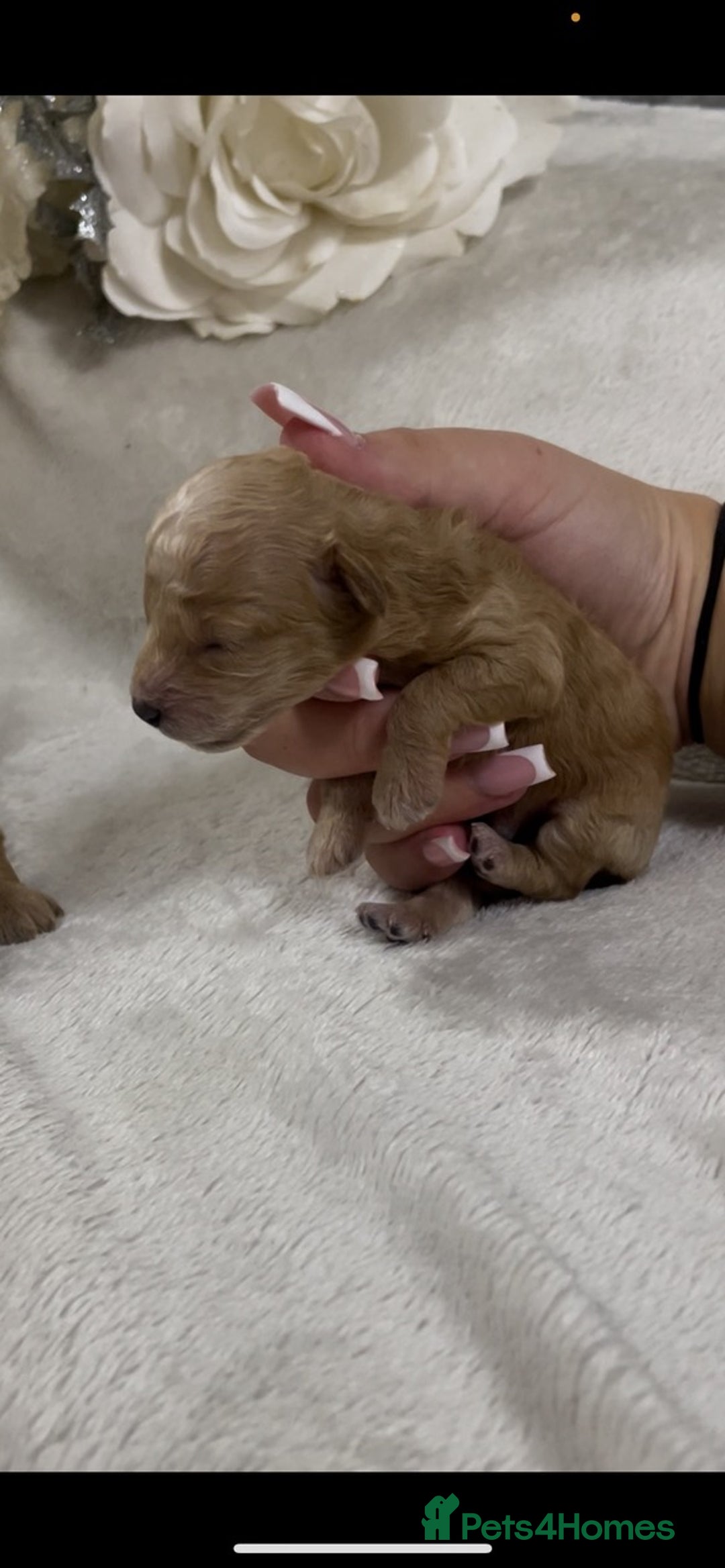 Toy Poodle dogs for sale: Stunning toy poodles  - Image 4