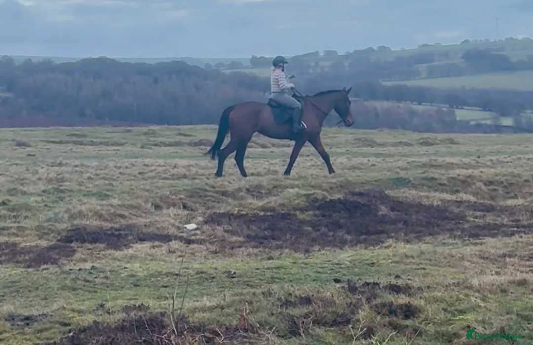 Irish Sports horses for sale: Super 15.3 8 yr old sports horse allroudner  - Advert 6