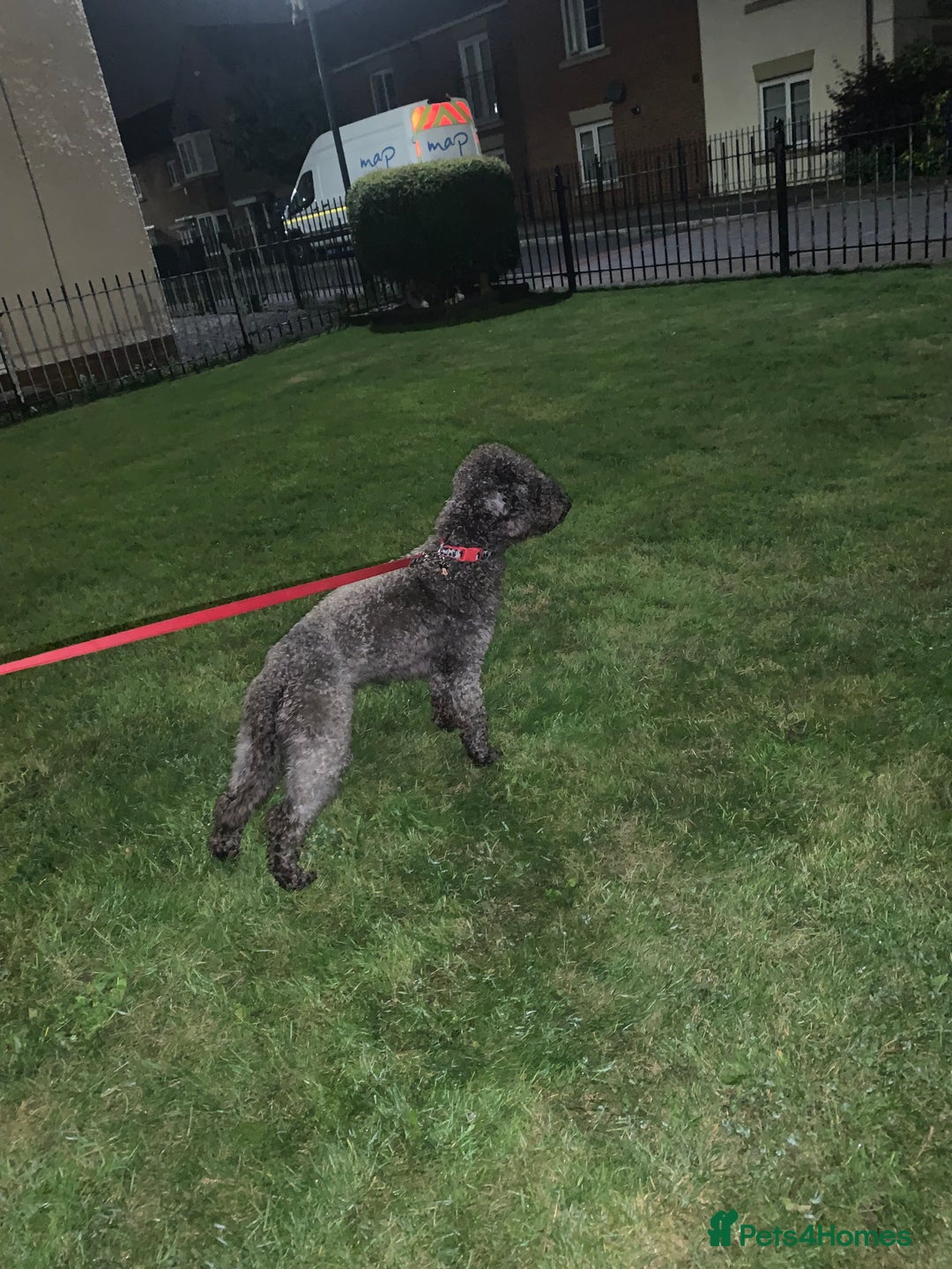 Bedlington Terrier dogs for stud: Teddy - Beddlington  - Advert 2