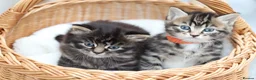 Mixed Breed cats for sale: Adorable Kittens - Advert 7