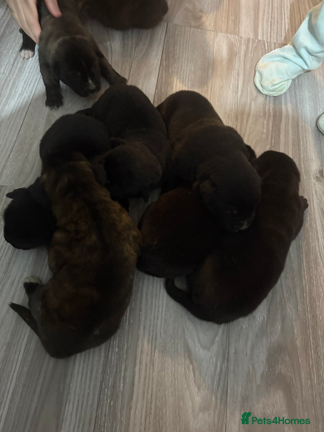 Mixed Breed dogs for sale: Cane corso x Akita  - Advert 5