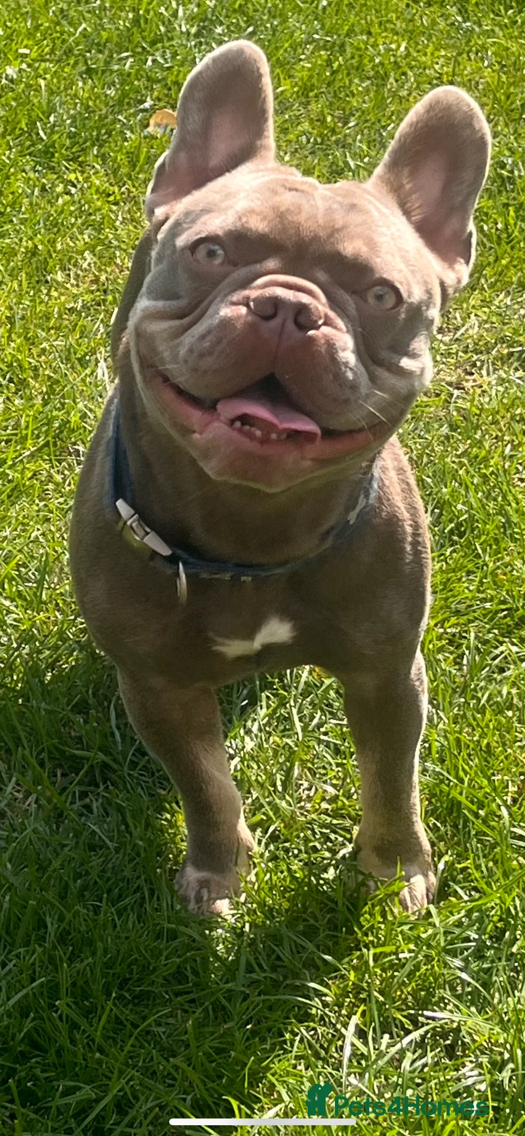 French Bulldog dogs for stud: Isabella and tan health tested french bulldog stud in Lincoln - Advert 11