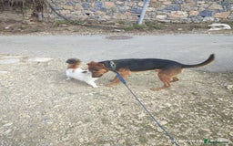 Mixed Breed dogs for adoption: Gino 3 year old Macedonian rescue  - Image 2