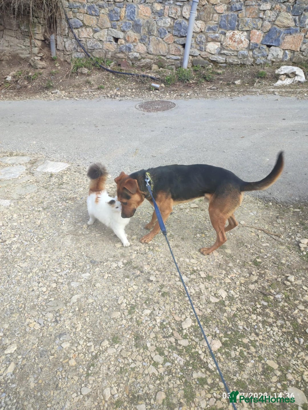 Mixed Breed dogs for adoption: Gino 3 year old Macedonian rescue  - Image 2
