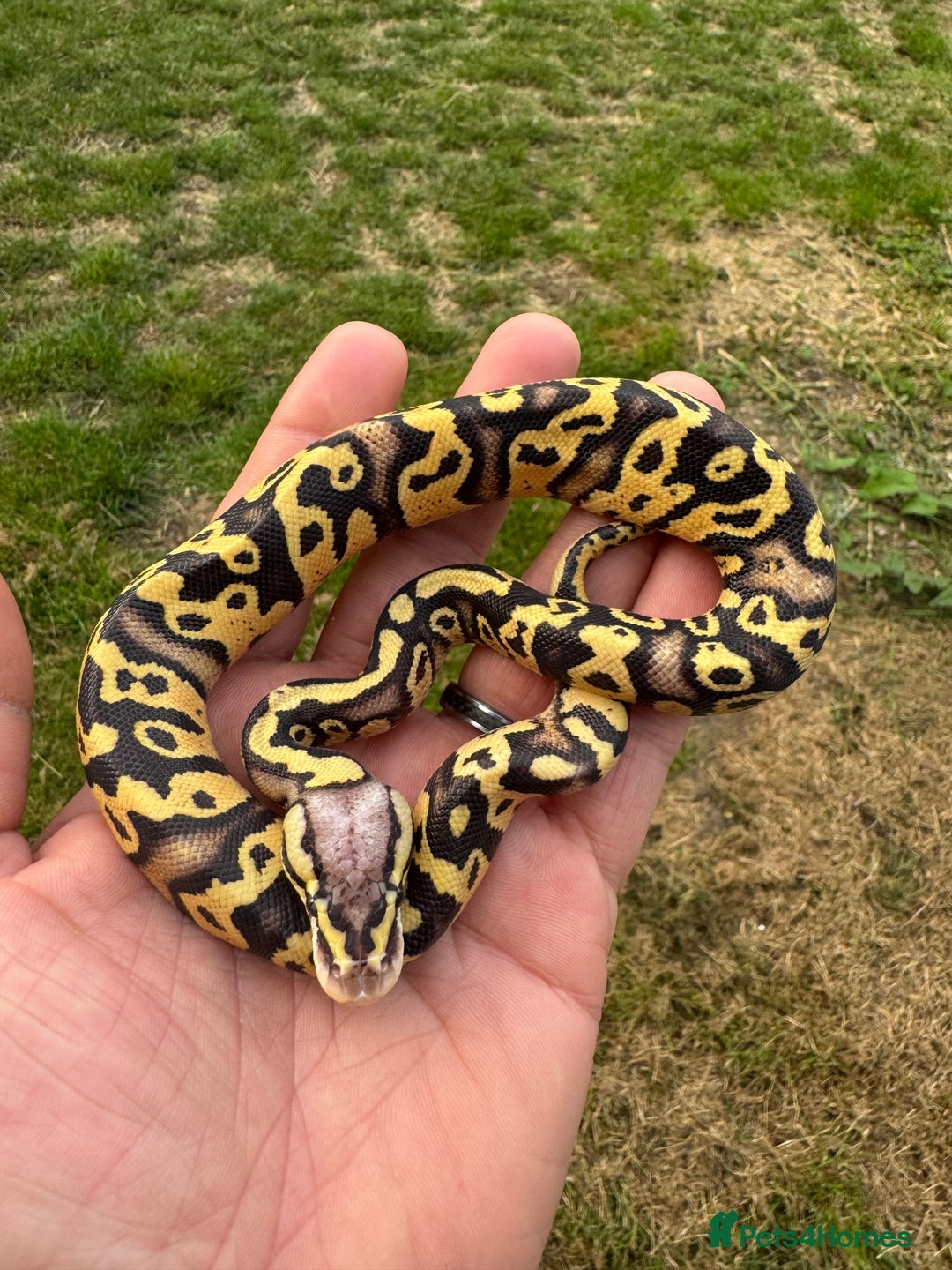 Python Snake reptiles for sale: Royal python hatchlings for sale  - Image 3