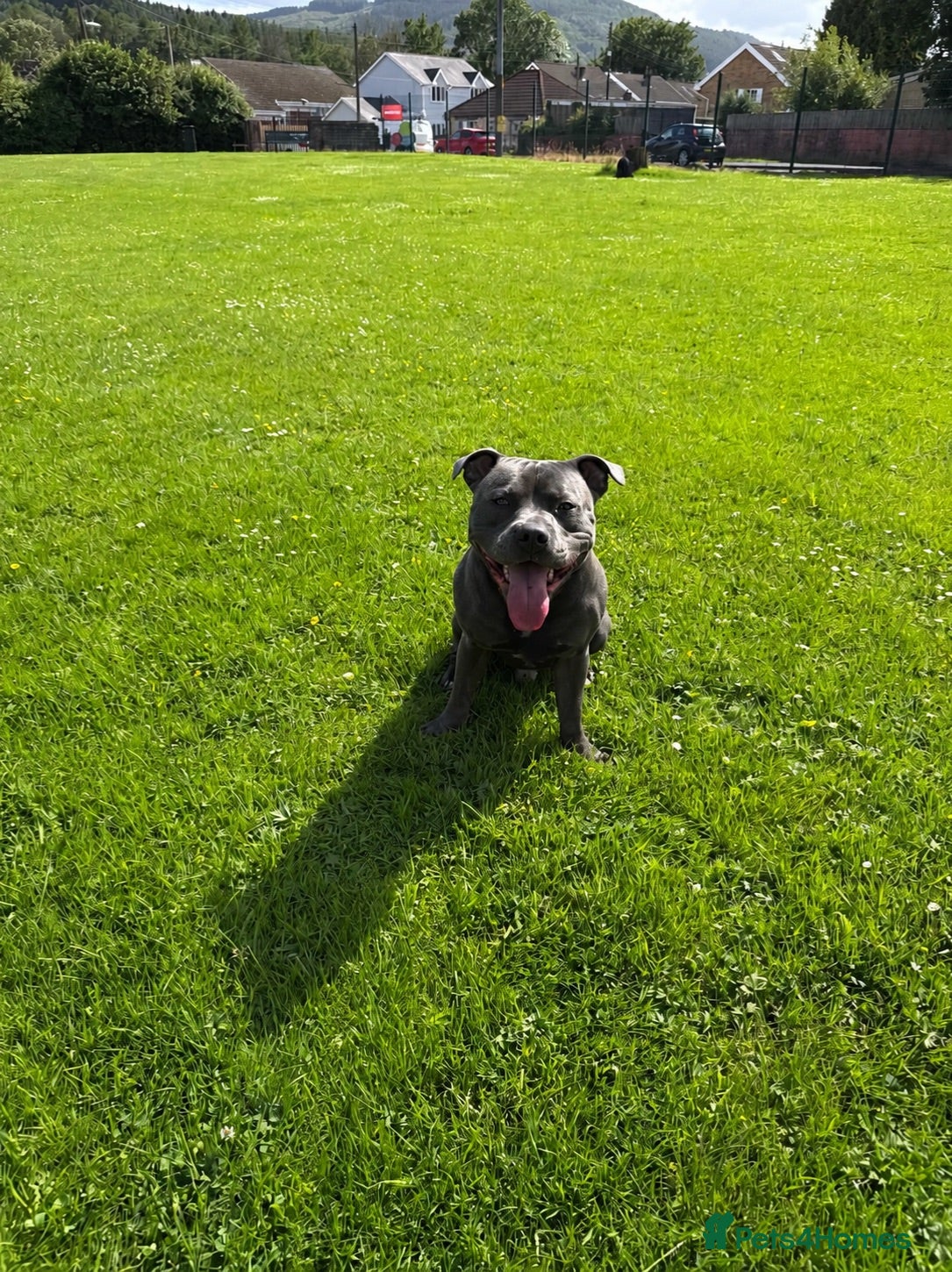 Staffordshire Bull Terrier dogs Welsh KC Registered Blue Staffy - Advert 1