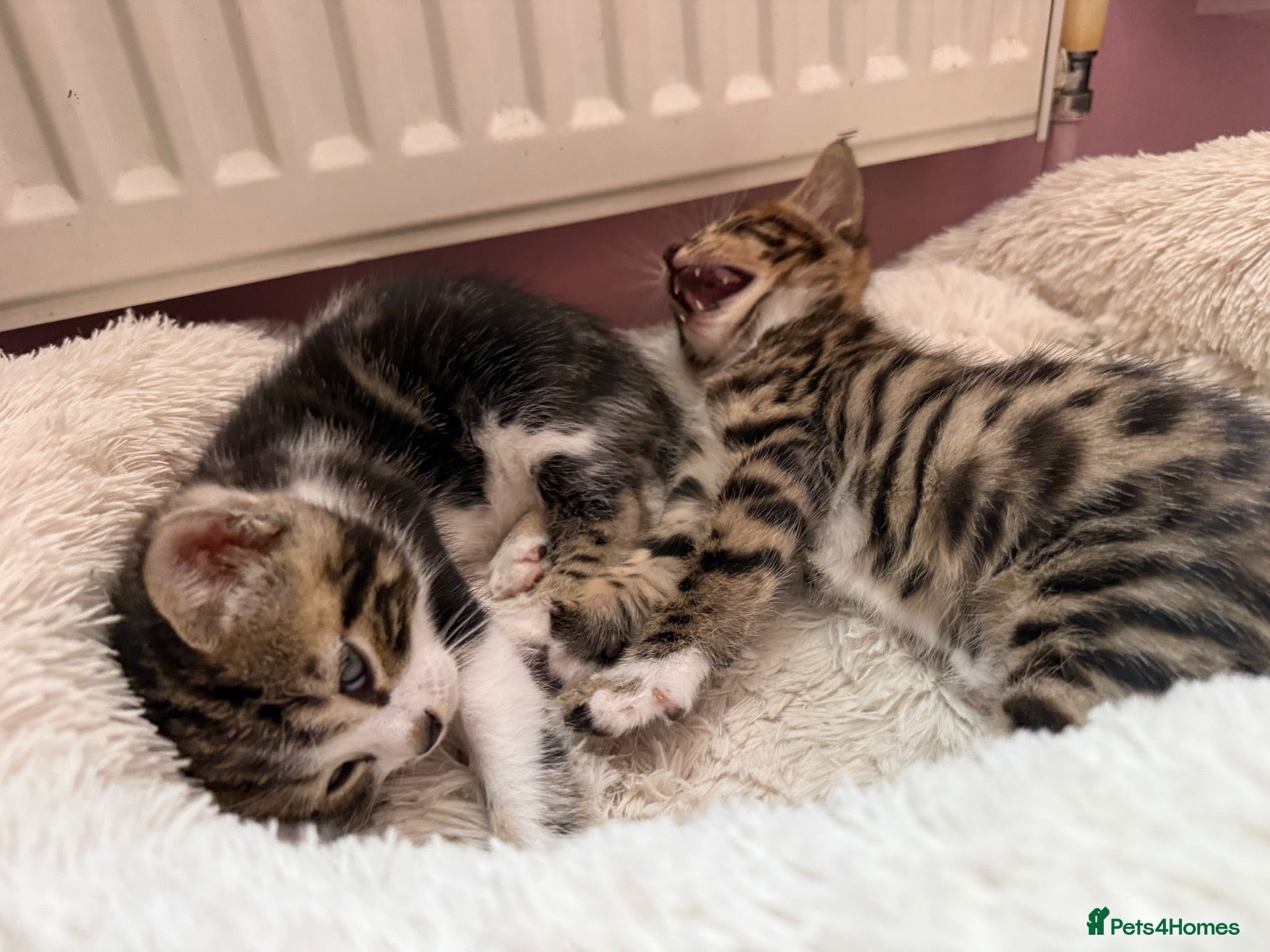 Mixed Breed cats Mixed bengal  - Advert 11