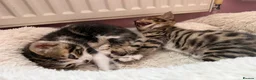Mixed Breed cats for sale: Mixed bengal  - Advert 1