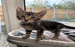 Bengal cats for sale: Two beautiful loving Boys 9 weeks old - Image 10