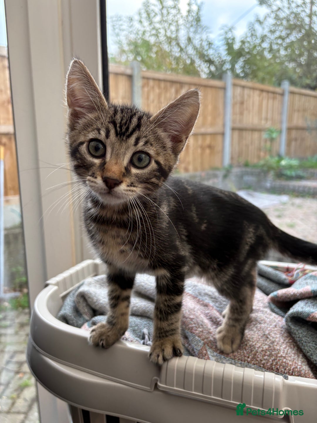 Bengal cats for sale: Two beautiful loving Boys 9 weeks old - Image 10