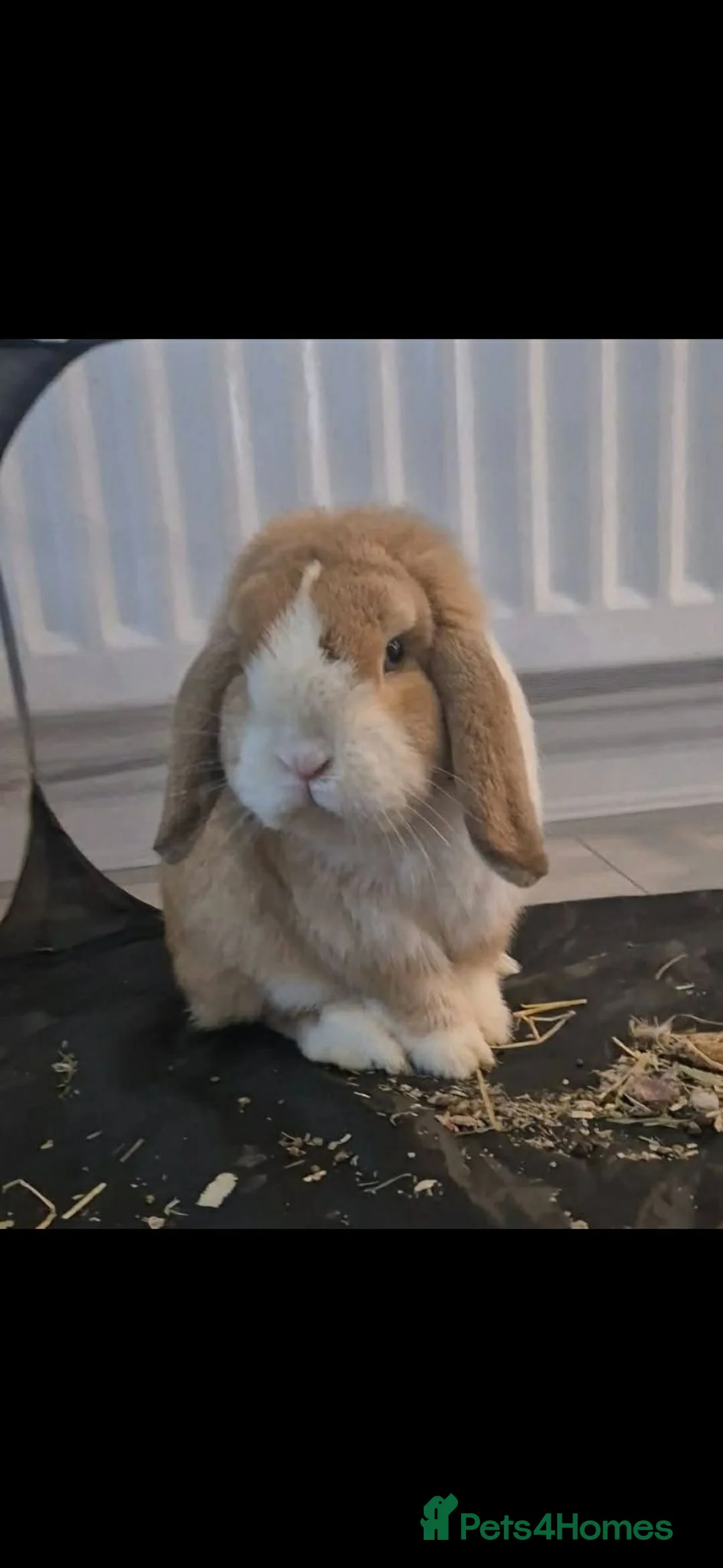 Mini Lop rabbits for sale: Mini lops - Advert 12