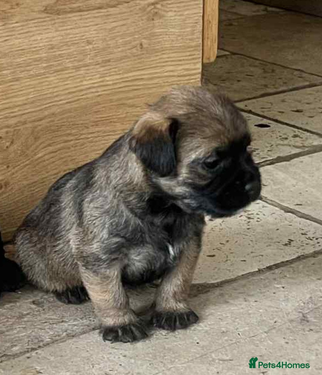 Border Terrier dogs for sale: Beautiful border terrier puppies  - Advert 2