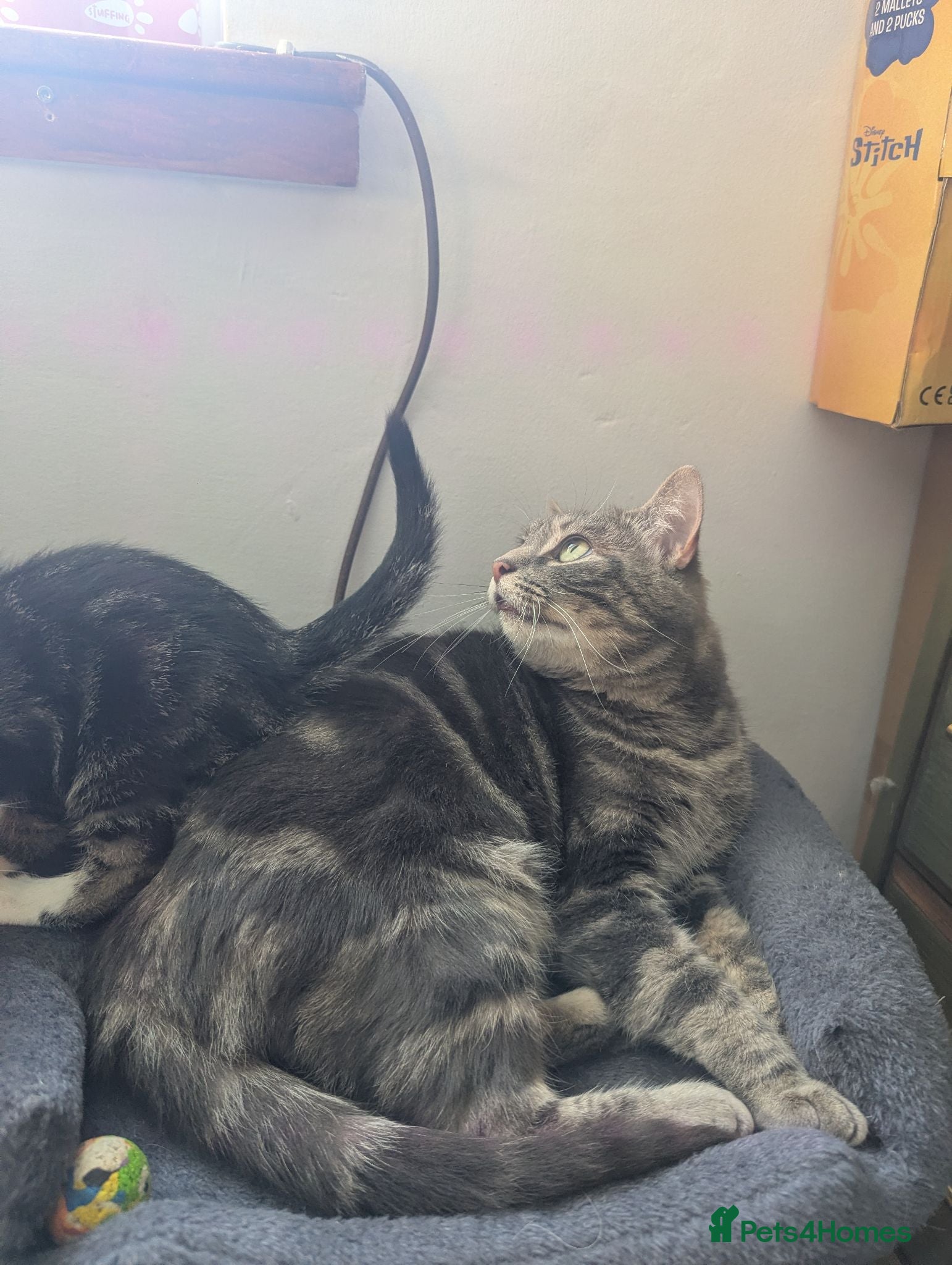 Mixed Breed cats Beautiful British shorthair X - Advert 1