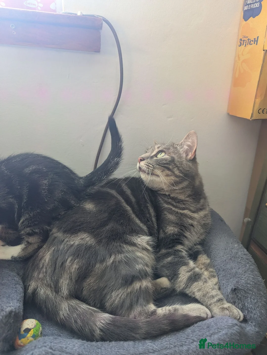 Mixed Breed cats for sale: Beautiful British shorthair X - Advert 1