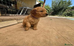 Labrador Retriever dogs for sale: **Outstanding KC reg Labradors puppies - Image 7