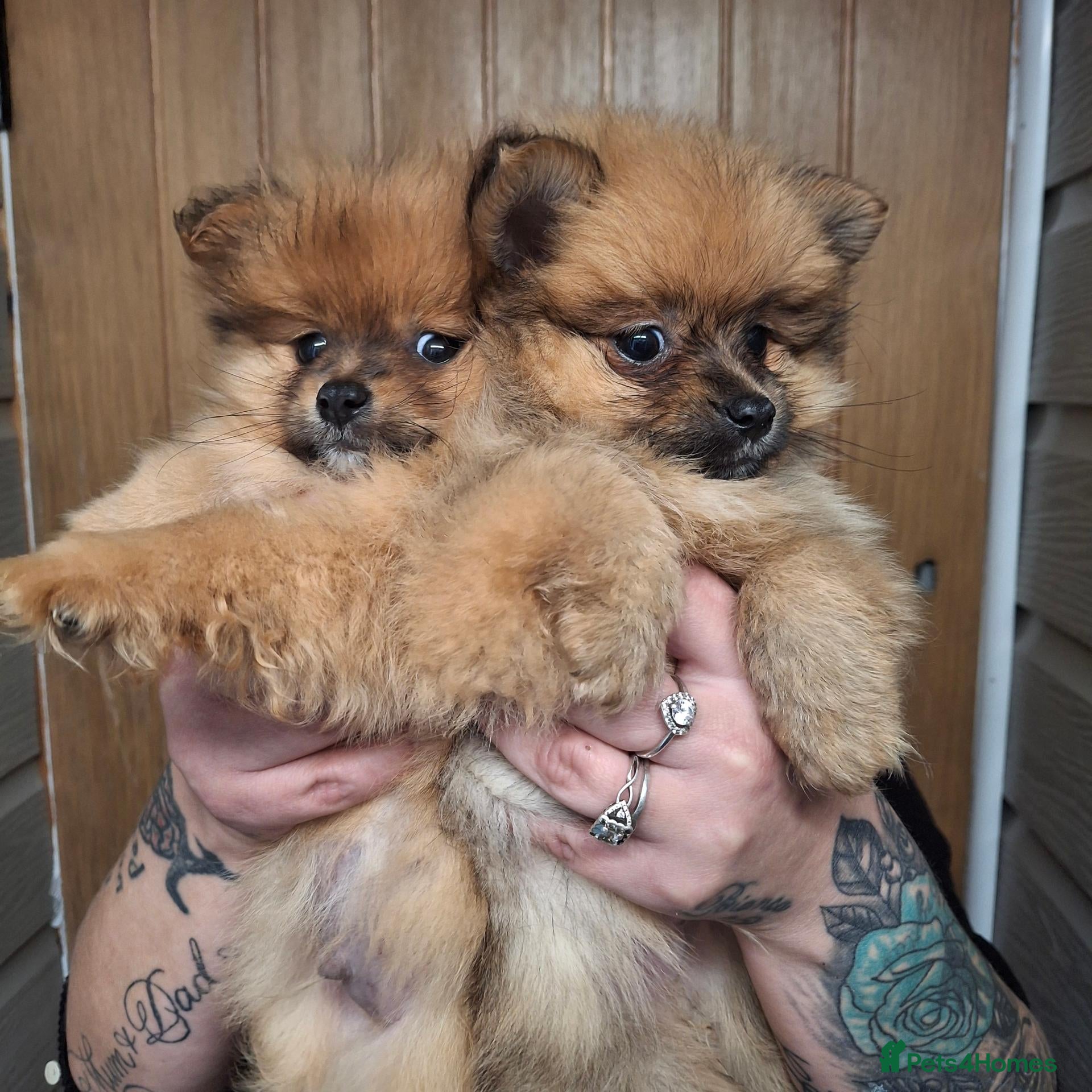 Pomeranian dogs for sale: Pomerainian pups for sale - Advert 12