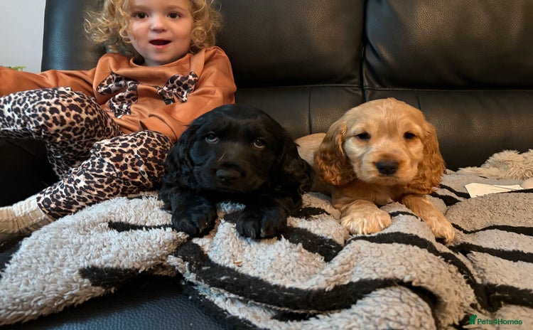 Cocker Spaniel dogs Gorgeous cocker spaniel puppy’s  - Advert 6