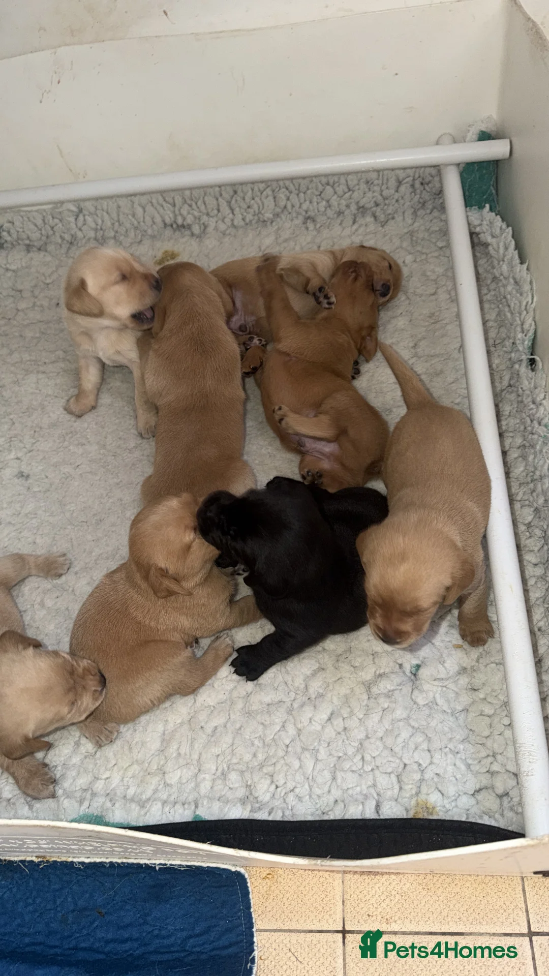 Labrador Retriever dogs for sale: Well bred working Labrador puppies  - Advert 2