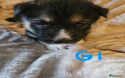 Huskita dogs for sale: Husky x akita puppys - Image 36
