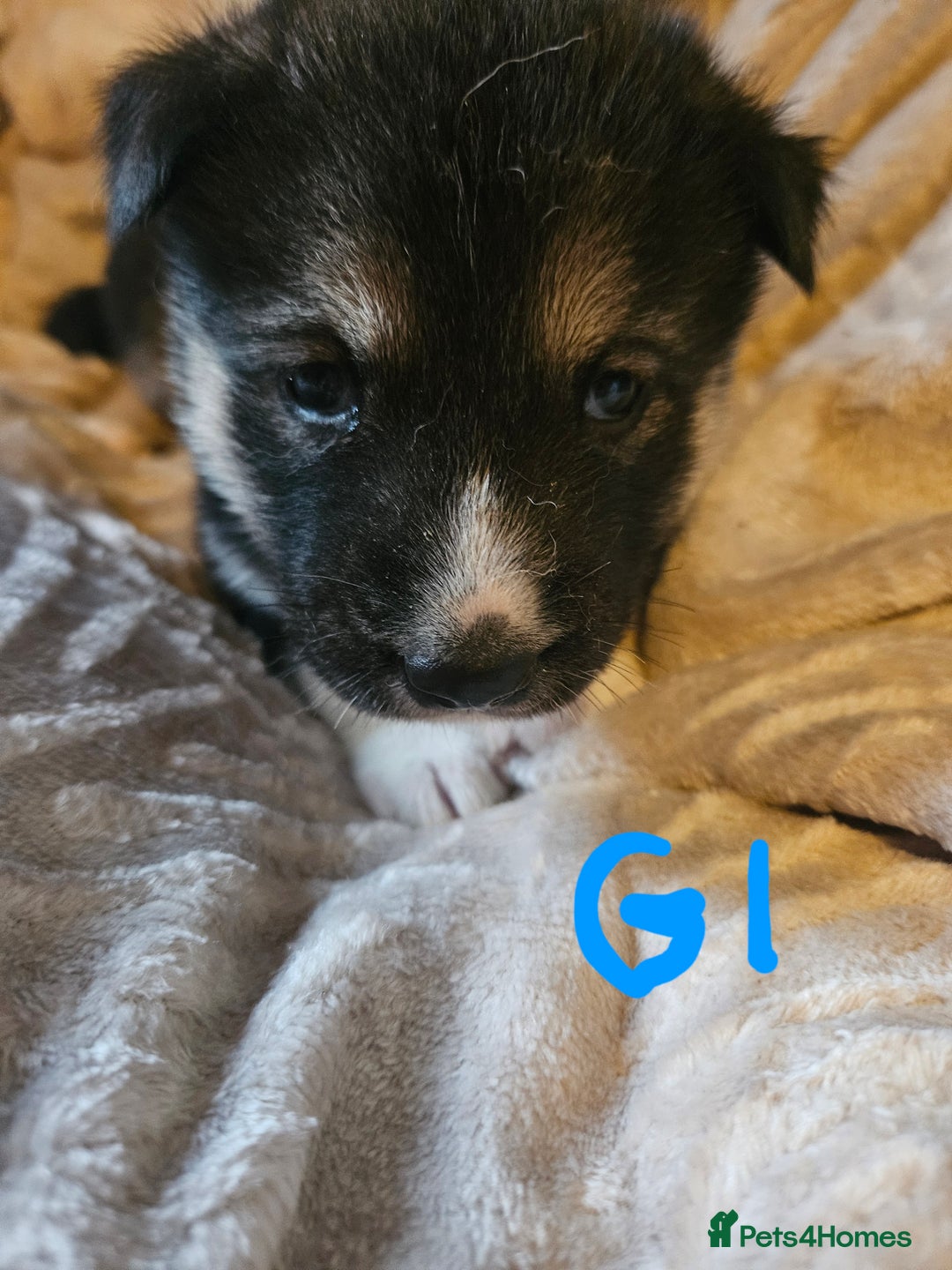 Huskita dogs for sale: Husky x akita puppys - Image 36