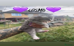 Persian cats for sale: Persian Cross Kittens for sale - Image 3
